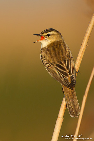 Rietzanger / Sedge Warbler - Groene Jonker