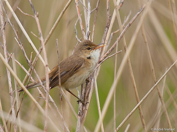 Kleine Karekiet / Reed Warbler - Egboetswater