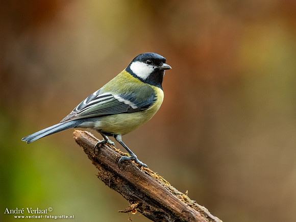 Koolmees / Great Tit - Oss