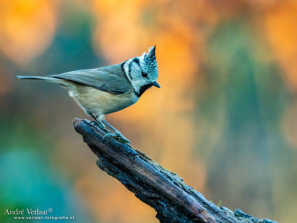 Kuifmees / Crested Tit - Oss