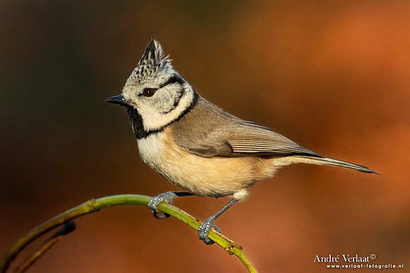 Kuifmees / Crested Tit - Oss