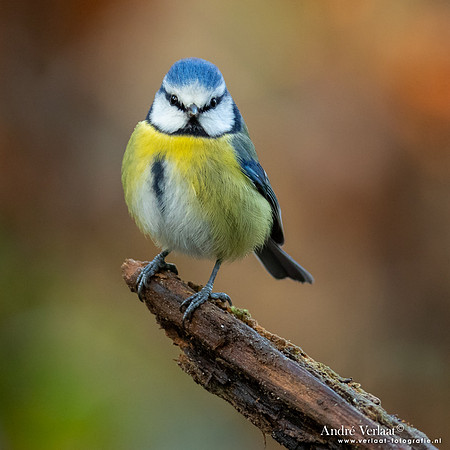 Pimpelmees / Blue Tit - Oss