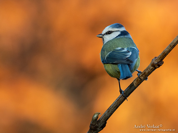 Pimpelmees / Blue Tit - Oss