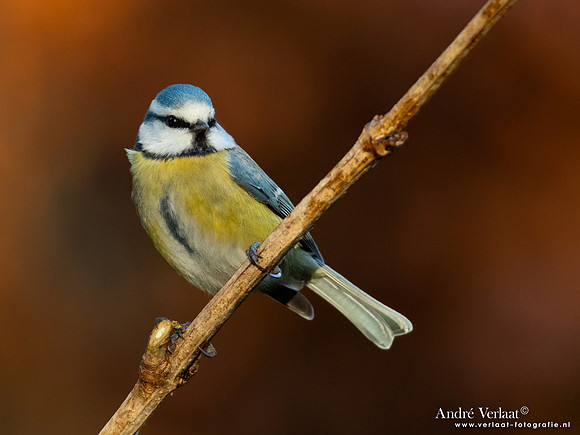Pimpelmees / Blue Tit - Oss