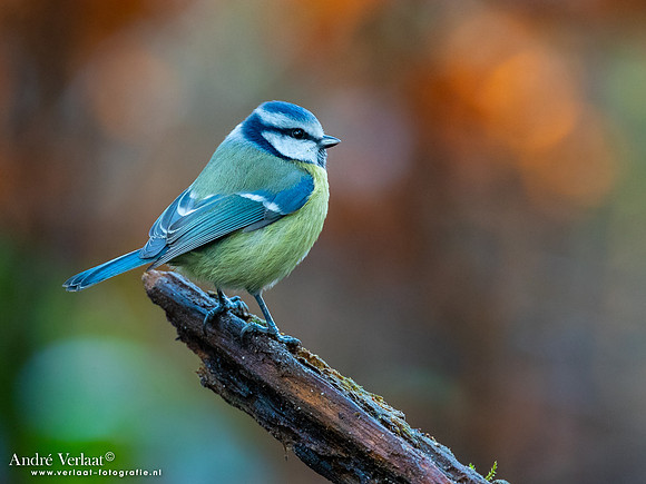 Pimpelmees / Blue Tit - Oss