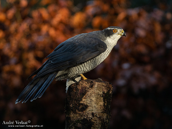 Havik / Northern Goshawk - Oss