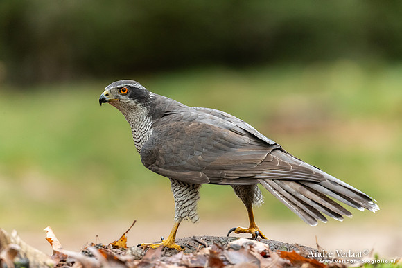 Havik / Northern Goshawk - Oss