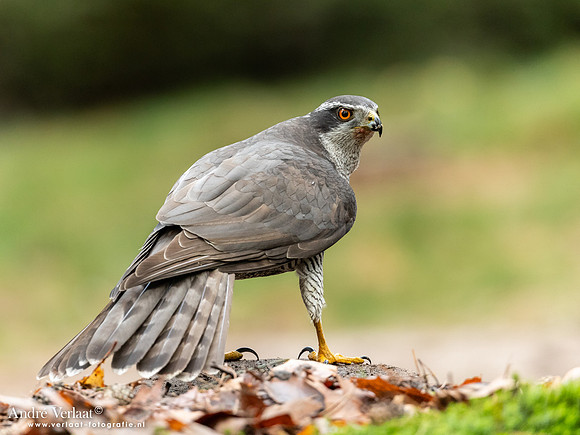 Havik / Northern Goshawk - Oss