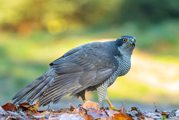 Havik / Northern Goshawk - Oss
