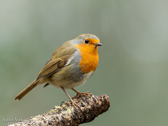 Roodborst / Robin - Oosterhout