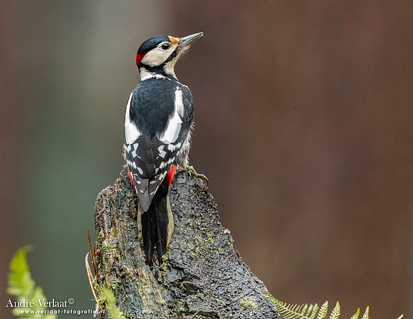 Grote Bonte Specht / Great Spotted Woodpecker - Oosterhout