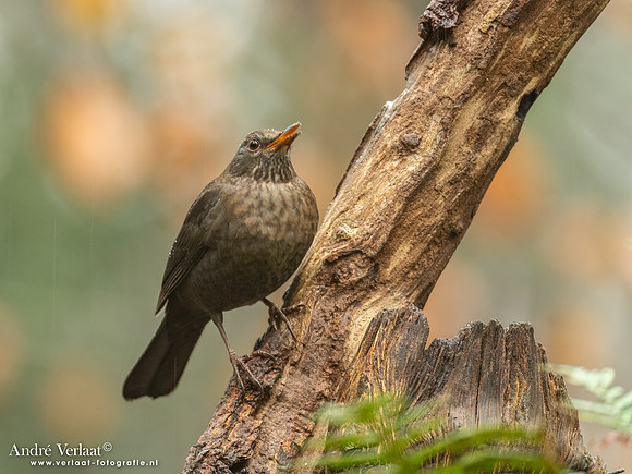 Merel - Blackbird / Oosterhout