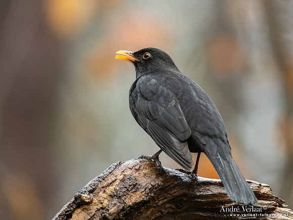 Merel - Blackbird / Oosterhout
