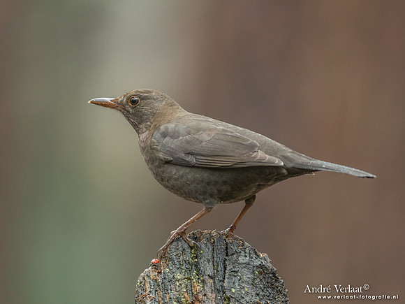 Merel - Blackbird / Oosterhout