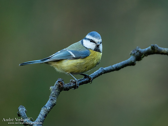 Pimpelmees / Blue Tit - Nistelrode