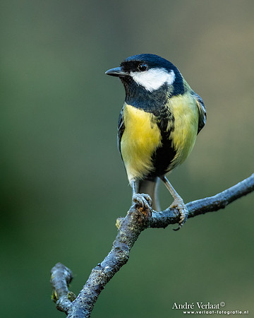 Koolmees / Great Tit - Nistelrode