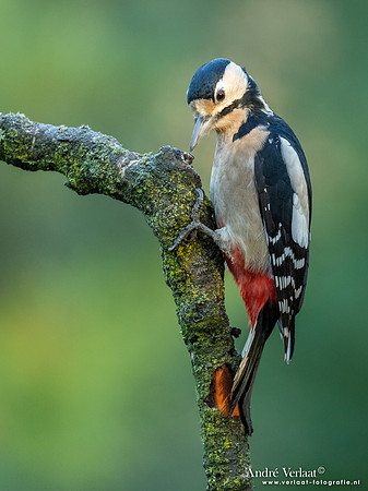 Grote Bonte Specht / Great Spotted Woodpecker - Nistelrode