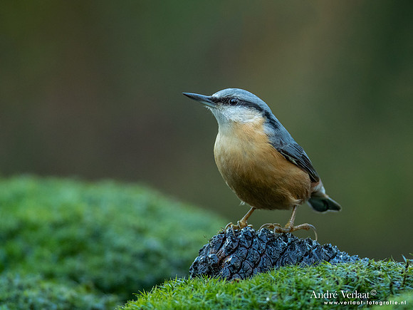 Boomklever / Nuthatch - Nistelrode