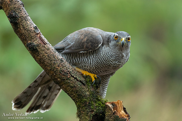 Havik / Northern Goshawk - Nistelrode