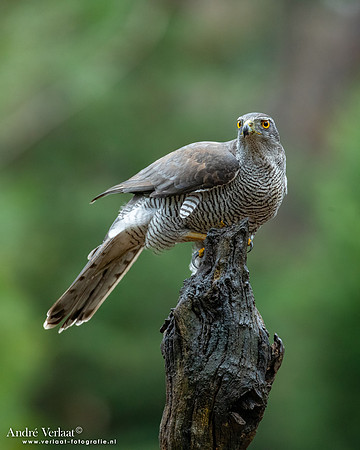Havik / Northern Goshawk - Nistelrode