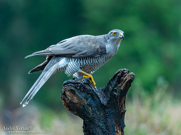 Havik / Northern Goshawk - Nistelrode