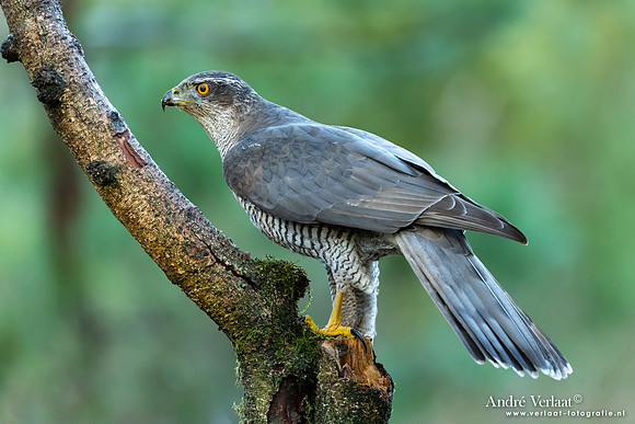 Havik / Northern Goshawk - Nistelrode