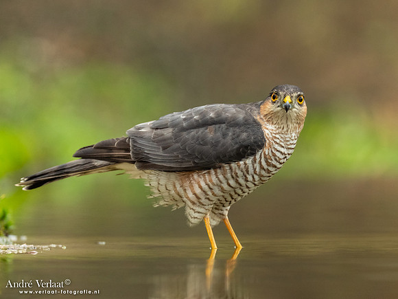 Sperwer / Sparrowhawk - Lichtenberg