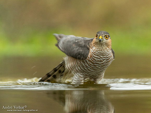 Sperwer / Sparrowhawk - Lichtenberg