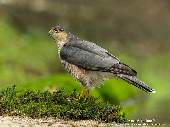Sperwer / Sparrowhawk - Lichtenberg