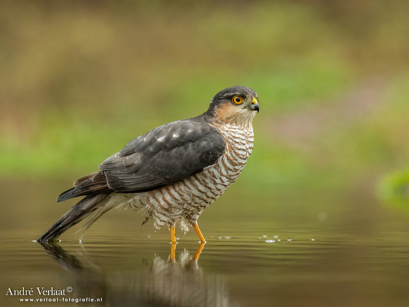 Sperwer / Sparrowhawk - Lichtenberg