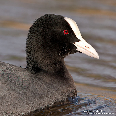 Meerkoet / Coot - Den Oever