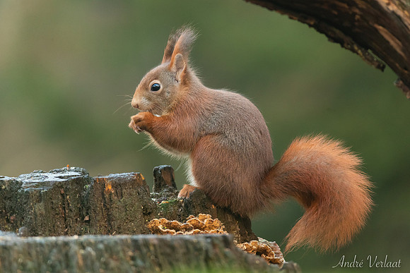Eekhoorn / Red Squirrel - Espelo