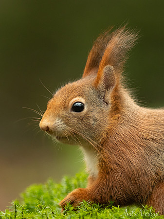 Eekhoorn / Red Squirrel - Espelo