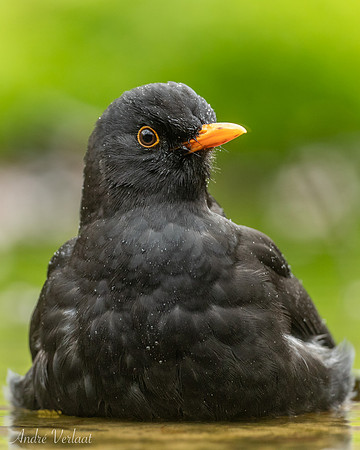 Merel / Blackbird - Espelo