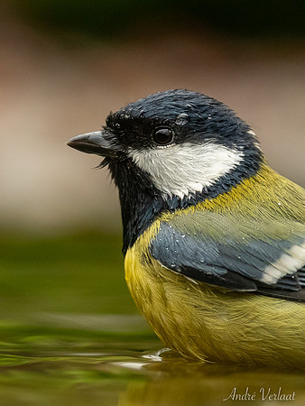 Koolmees / Great Tit - Espelo