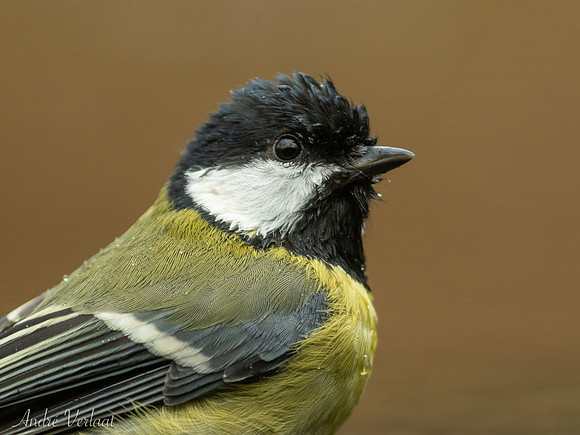 Koolmees / Great Tit - Espelo