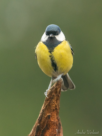 Koolmees / Great Tit - Espelo