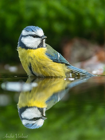 Pimpelmees / Blue Tit - Espelo