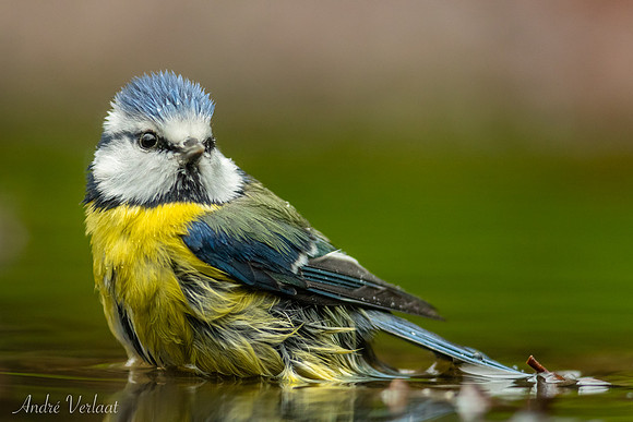 Pimpelmees / Blue Tit - Espelo