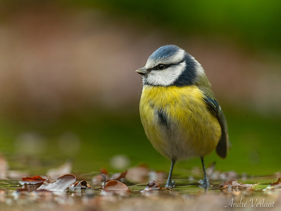 Pimpelmees / Blue Tit - Espelo