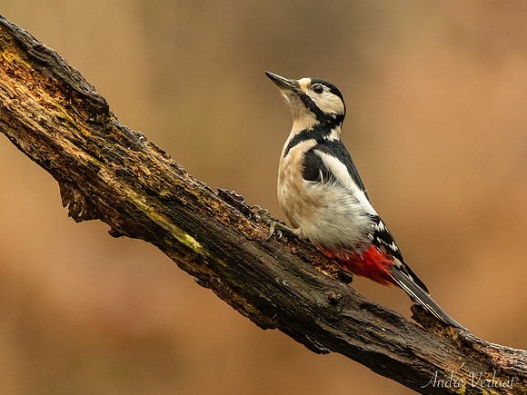 Grote Bonte Specht / Great Spotted Woodpecker - Espelo