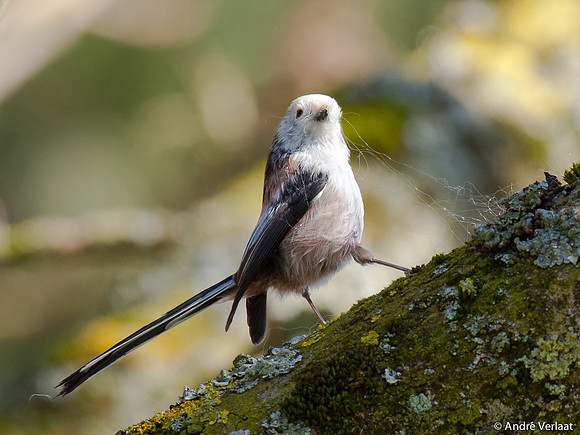 Witkopstaartmees / White Headed Long-tailed Tit - Enkhuizen