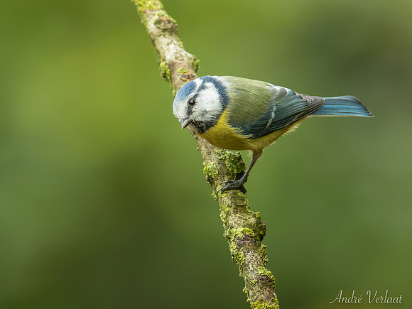 Pimpelmees / Blue Tit - Oss