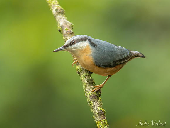 Boomklever / Nuthatch - Oss