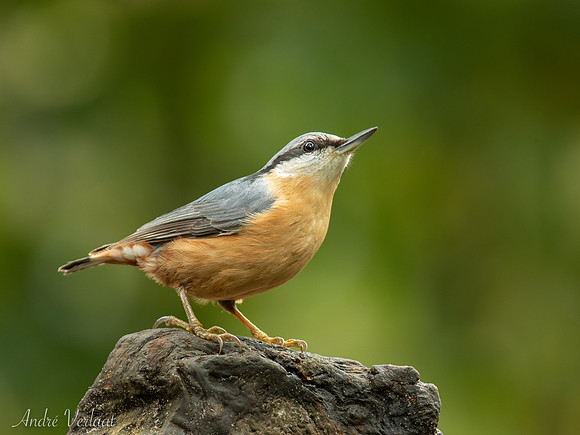 Boomklever / Nuthatch - Oss