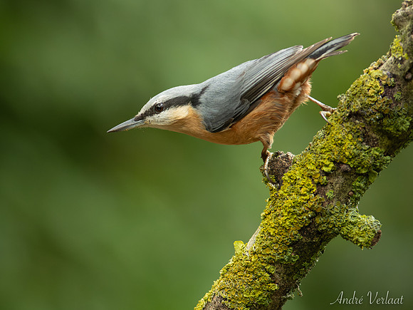 Boomklever / Nuthatch - Oss