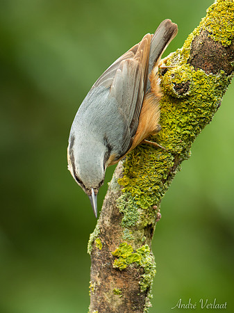 Boomklever / Nuthatch - Oss