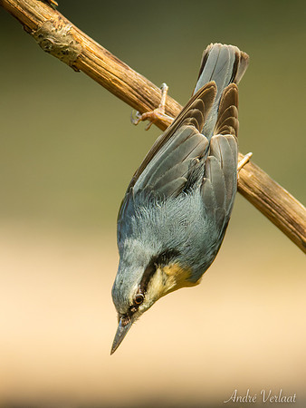 Boomklever / Nuthatch - Oss