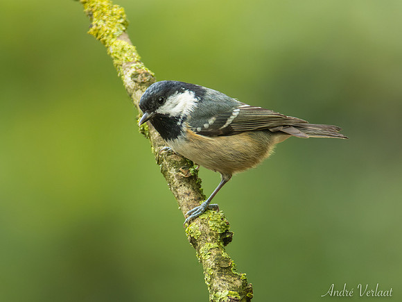 Zwarte Mees / Coal Tit - Oss