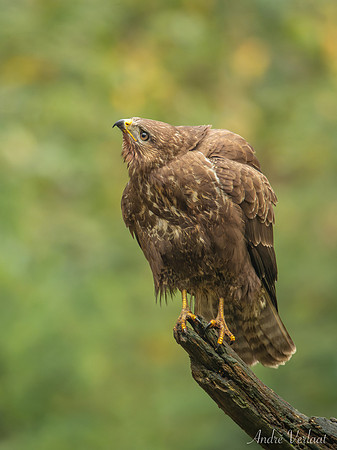 Buizerd / Buzzard - Oss